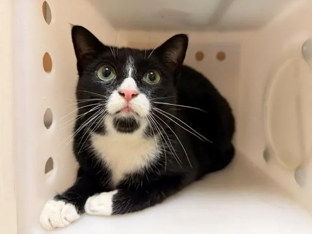 An adult medium-sized male Domestic Short Hair cat named Taboo for adoption in Fairfield, CA