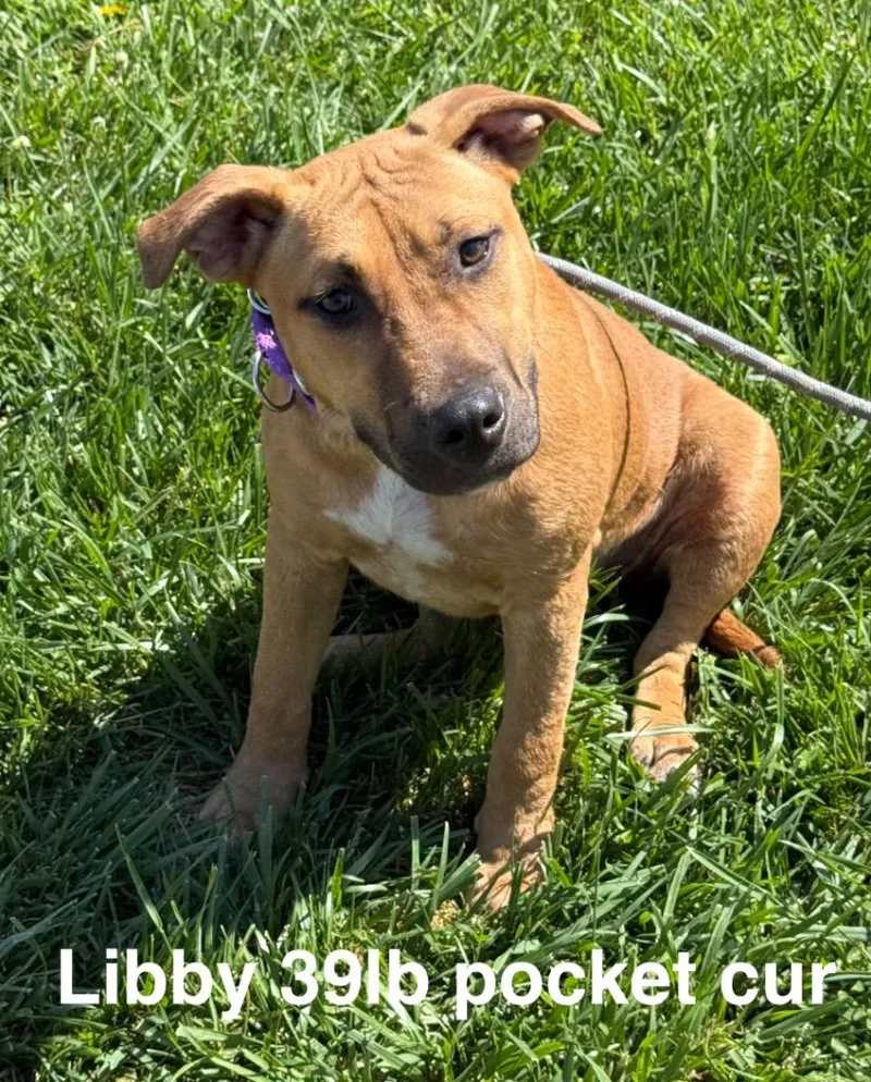 A young medium-sized female Mountain Cur dog named Libby for adoption in Camden, TN