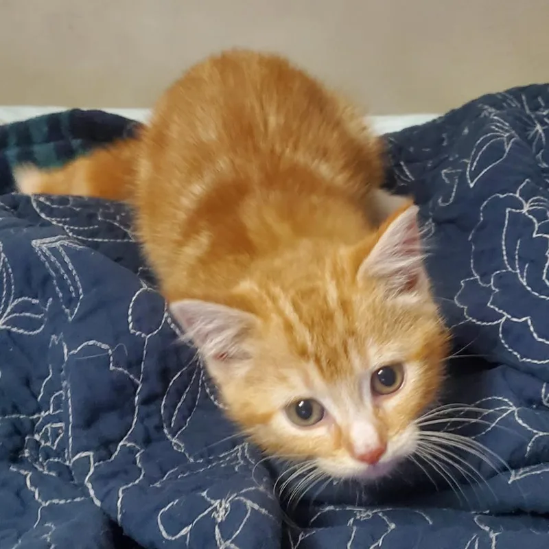 A baby small-sized female Orange / Red Domestic Short Hair cat named Radiator for adoption in Normal, IL