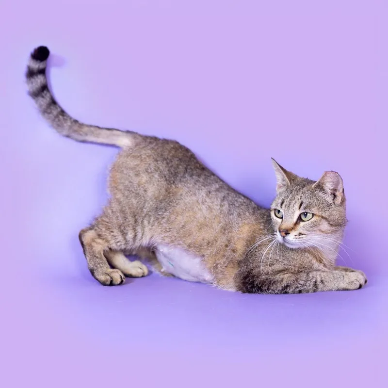 Trombone thumbnail 5