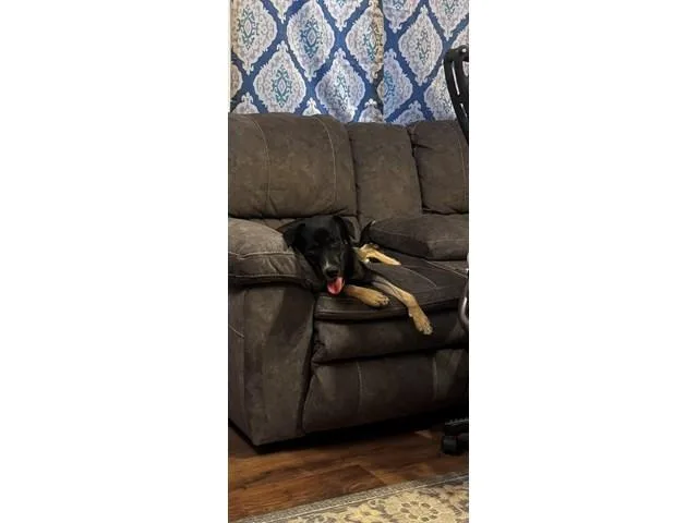 Nibbler thumbnail 5