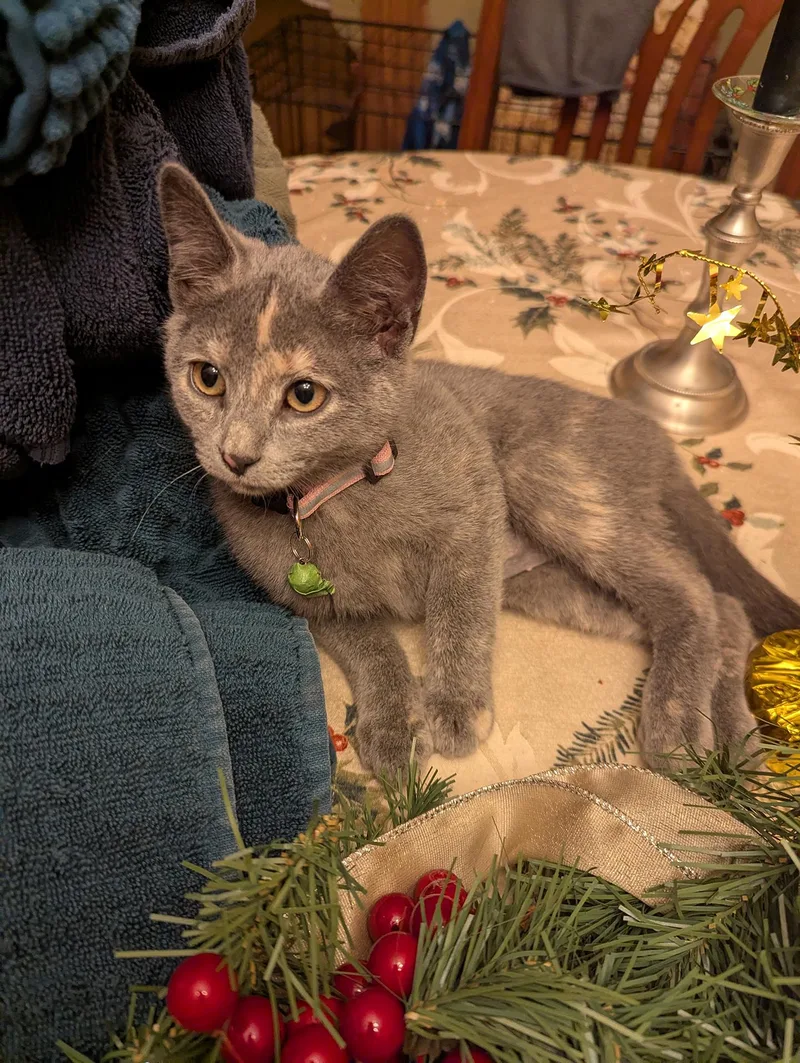 Lady Gray Kleschick thumbnail 2