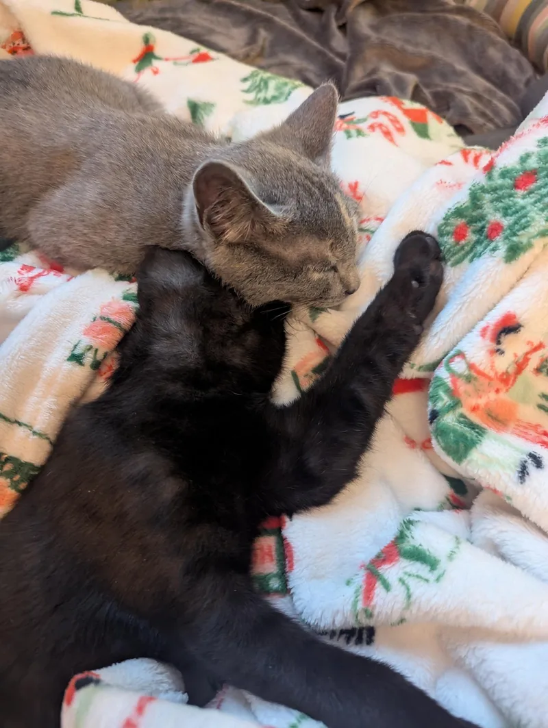 Lady Gray Kleschick thumbnail 3