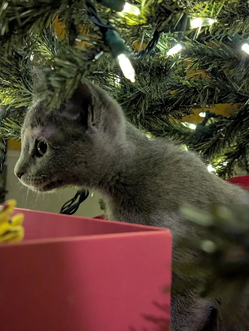 Lady Gray Kleschick thumbnail 4