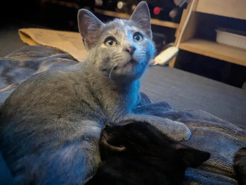 Lady Gray Kleschick thumbnail 5