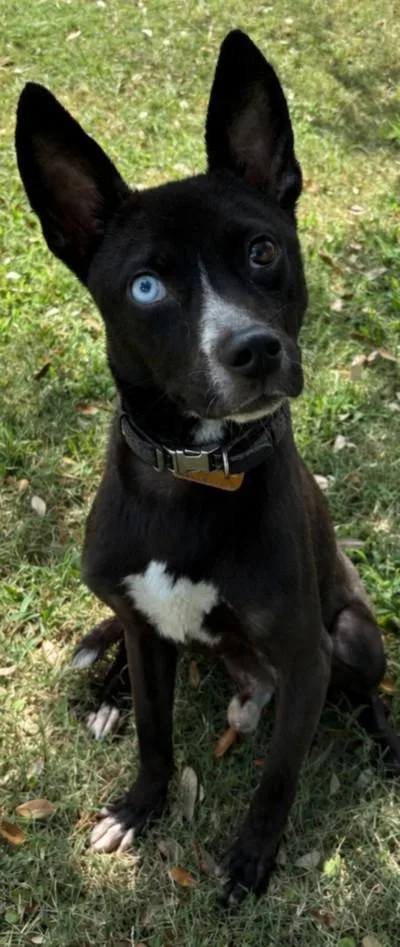 An adult medium-sized male Catahoula Leopard Dog dog named Baron Von Bark for adoption in Texas City, TX