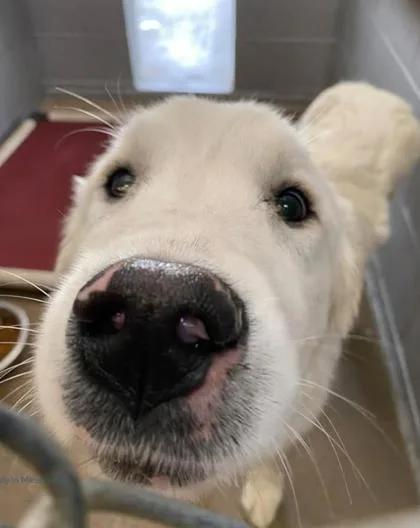 A young large-sized female Great Pyrenees dog named Lemonade for adoption in Lampasas, TX