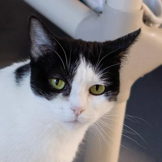 An adult medium-sized female Black Domestic Short Hair cat named Zyra for adoption in Lakewood, CO