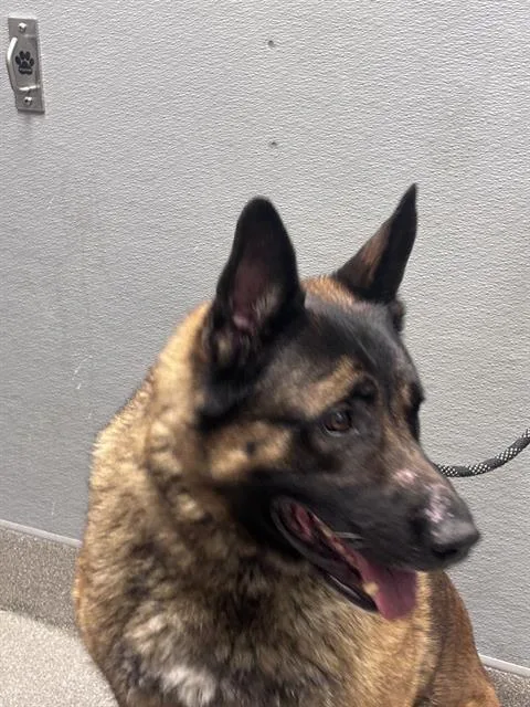 An adult large-sized male German Shepherd Dog dog named Nacho for adoption in Las Vegas, NV
