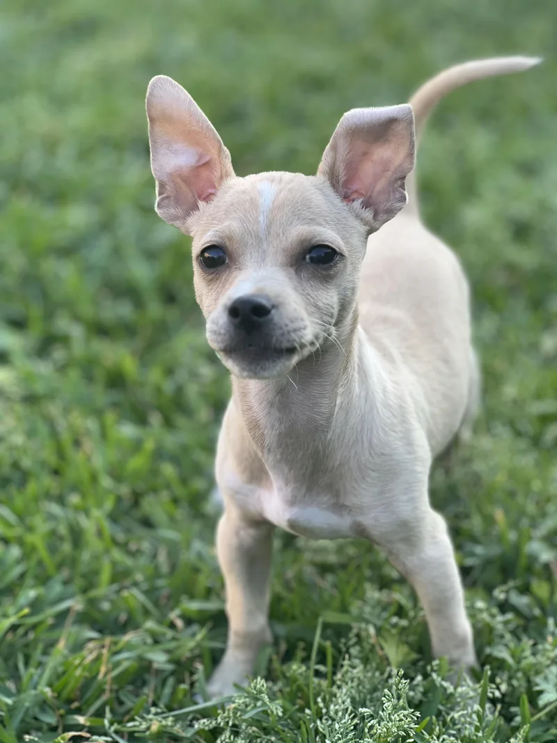A baby small-sized male Chihuahua dog named Tucker for adoption in Blue Bell, PA