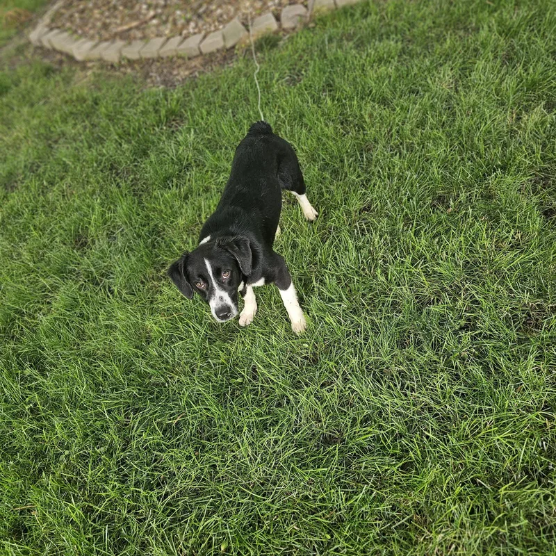 Petey So Il thumbnail 2