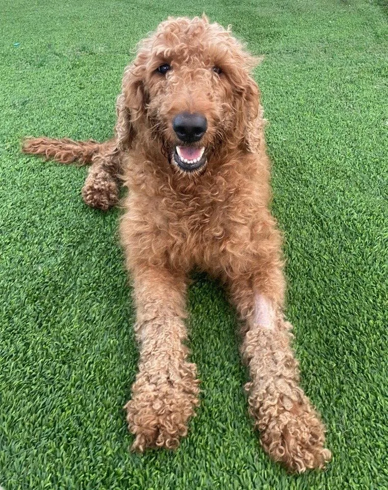 An adult large-sized female Standard Poodle dog named Bunny for adoption in Grand Bay, AL