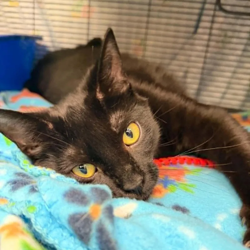 An adult medium-sized male Black Domestic Short Hair cat named Gronckle for adoption in Martinsville, IN