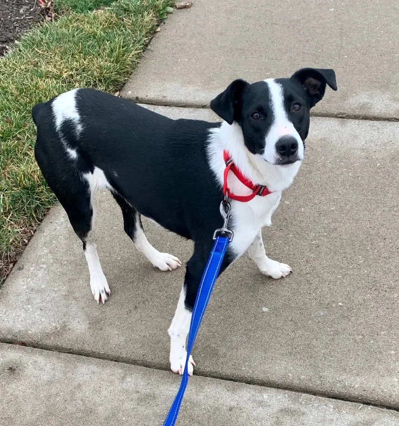 Almond Joy thumbnail 2