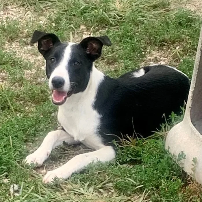 Almond Joy thumbnail 3