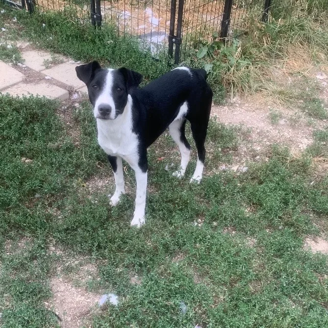 Almond Joy thumbnail 4