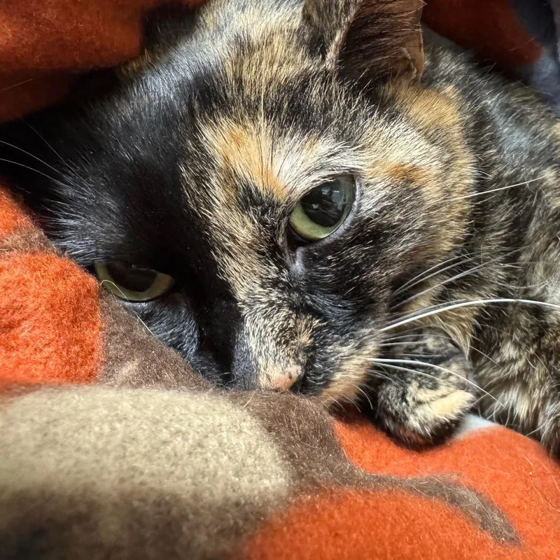 An adult large-sized female Tortoiseshell Domestic Short Hair cat named Grace for adoption in Pekin, IL
