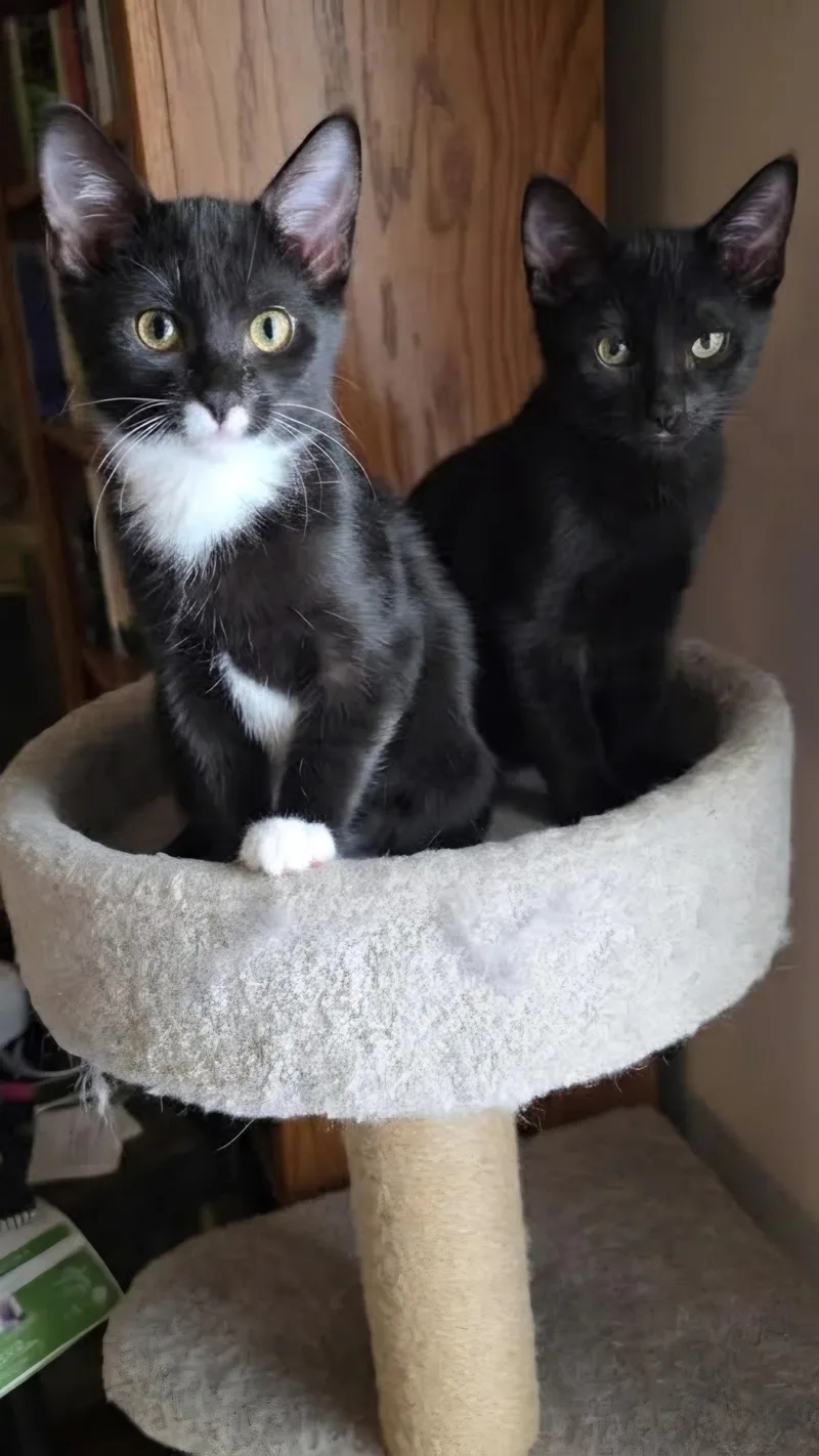 A baby small-sized male Black Domestic Short Hair cat named Teddy & Windy for adoption in Nashville, TN