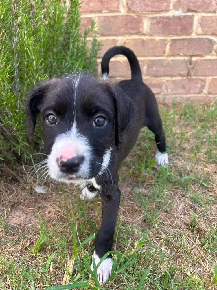 A baby medium-sized male Tricolor (Brown, Black, & White) Mixed Breed dog named Bizkit for adoption in Statesboro, GA
