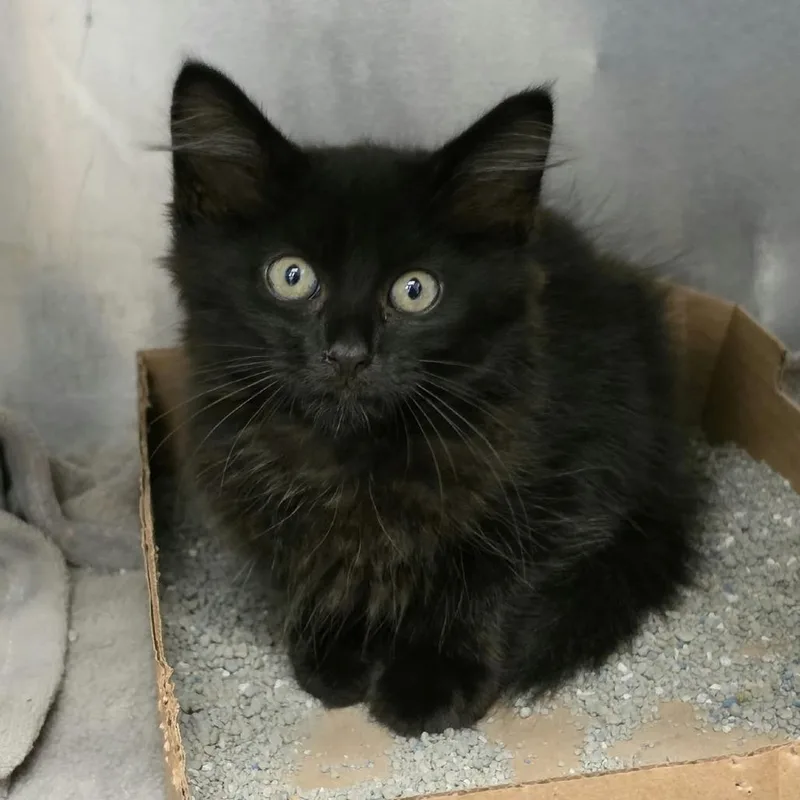 A baby small-sized male Domestic Long Hair cat named Manul for adoption in Martinsville, VA