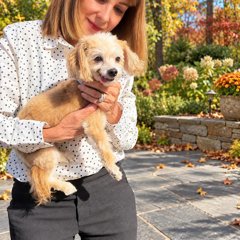 An adult small-sized female White / Cream Maltipoo dog named Pippa for adoption in POTOMAC, MD