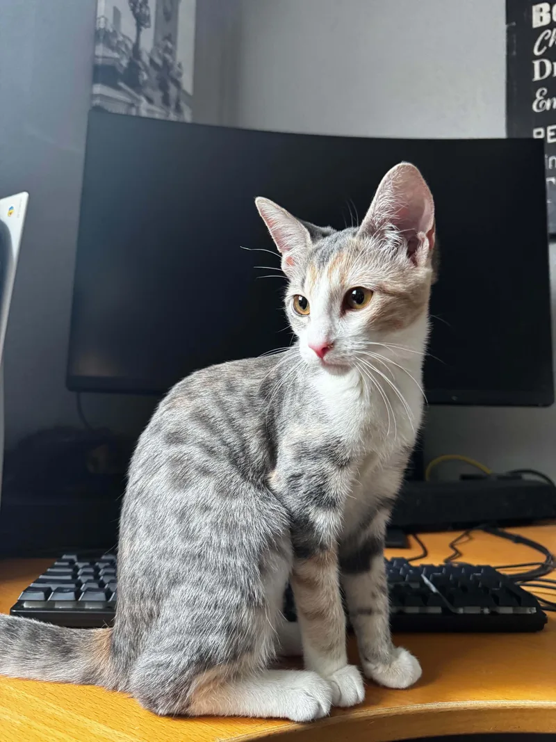 A baby small-sized female Dilute Calico Domestic Short Hair cat named Callie for adoption in Elk Grove, CA