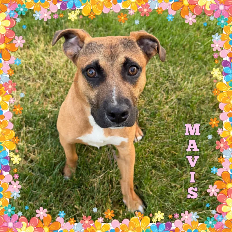 A young medium-sized female Hound dog named Mavis for adoption in Mokena, IL