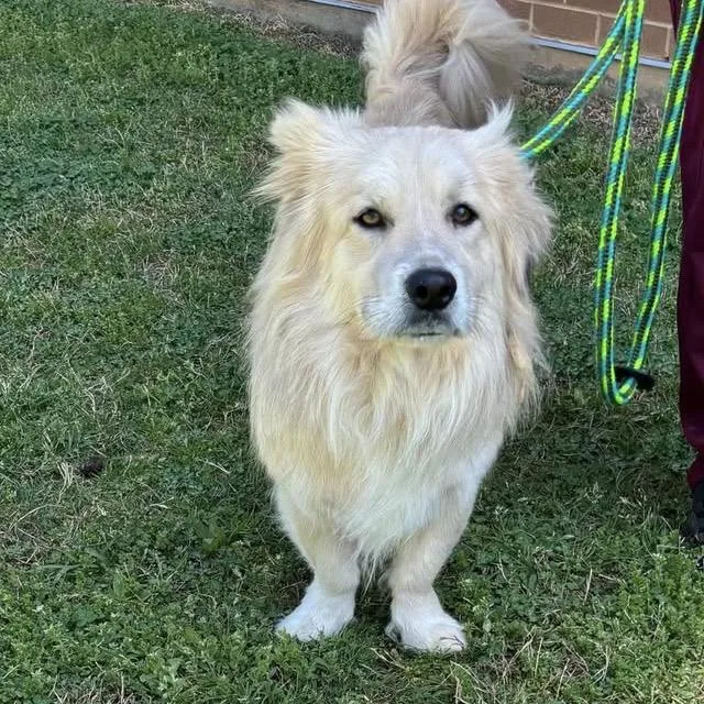 An adult medium-sized male Golden Corgi dog named Geno for adoption in Raleigh, NC