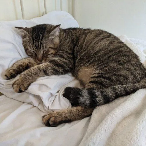 A senior medium-sized male Tabby (Brown / Chocolate) Domestic Short Hair cat named Stollen for adoption in Tipp City, OH
