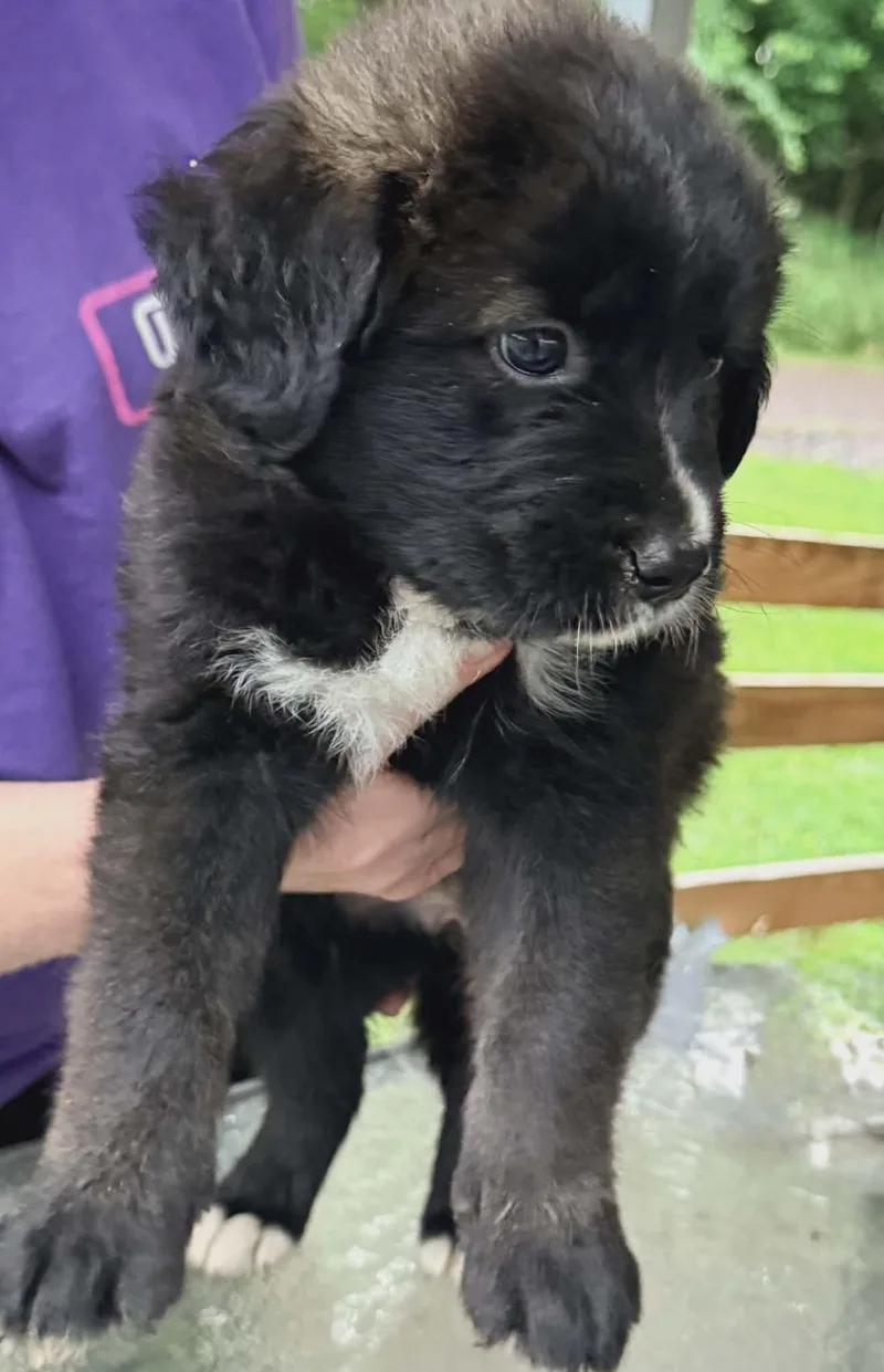 A baby medium-sized female Black Labrador Retriever dog named Ruby Sparkly for adoption in Andover, MA