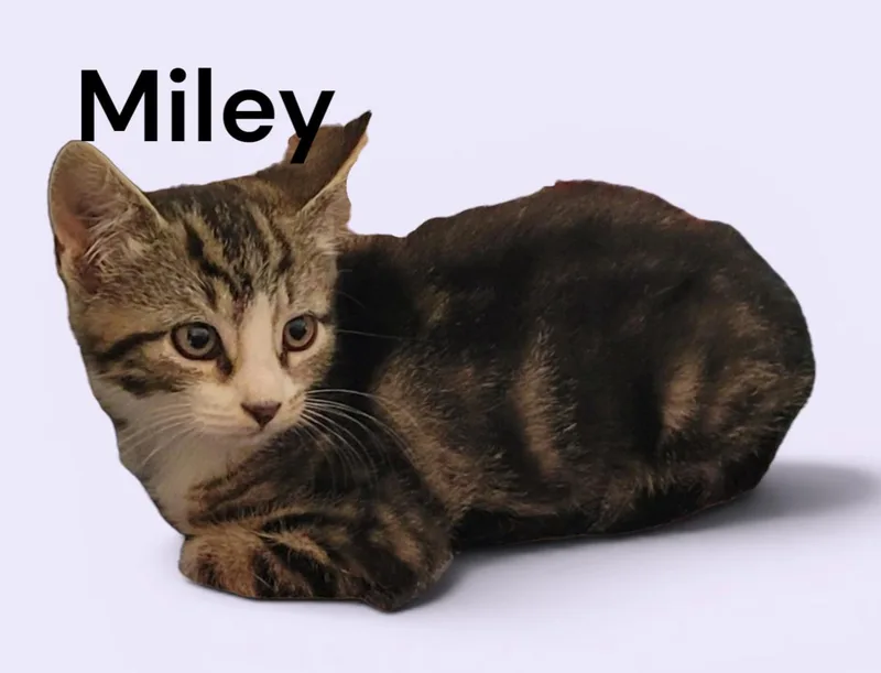 Miley