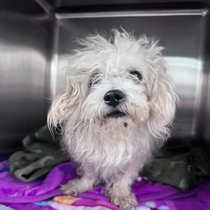 An adult small-sized male White / Cream Maltese dog named Nimbus for adoption in Matteson, IL
