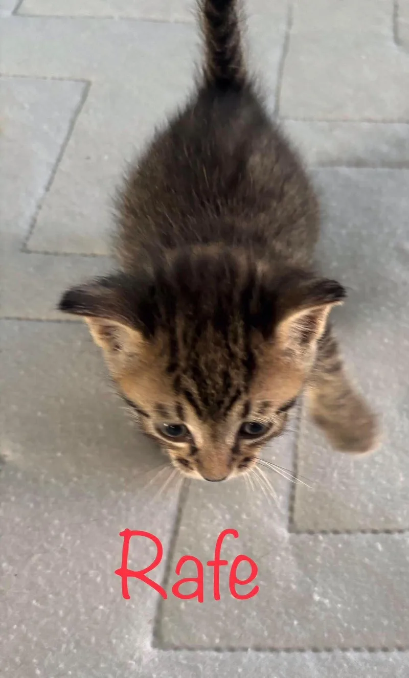 A baby small-sized male Tabby cat named Rafe for adoption in Snyder, TX