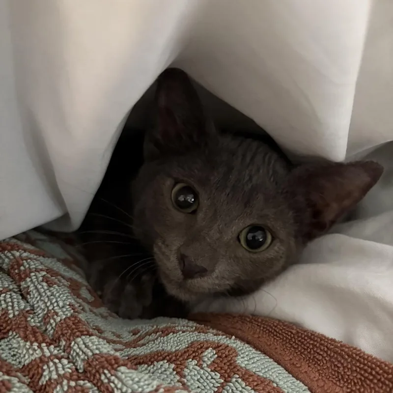 A baby small-sized male Gray / Blue / Silver Domestic Short Hair cat named Bode Costa Mesa for adoption in Chino Hills, CA