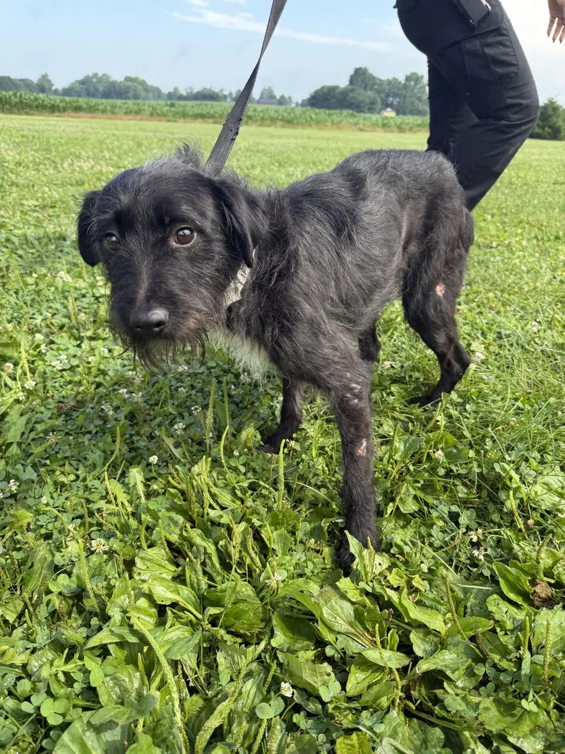 An adult medium-sized male Black Miniature Schnauzer dog named Yip for adoption in Wooster, OH