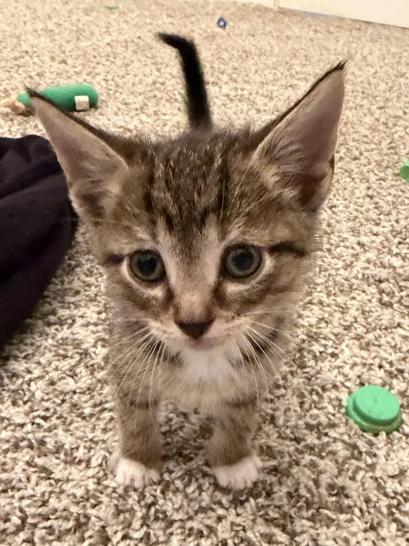 A baby small-sized male American Shorthair cat named Pretzel for adoption in Sellersburg, IN