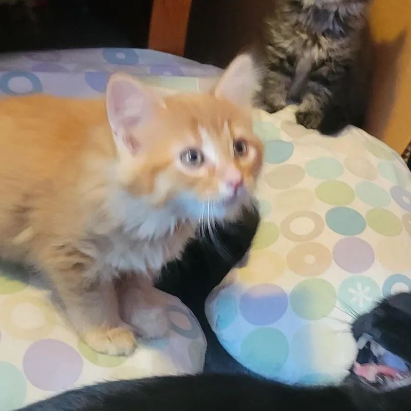 A baby medium-sized male Orange / Red Domestic Long Hair cat named Mcnugget for adoption in Garden City, MI