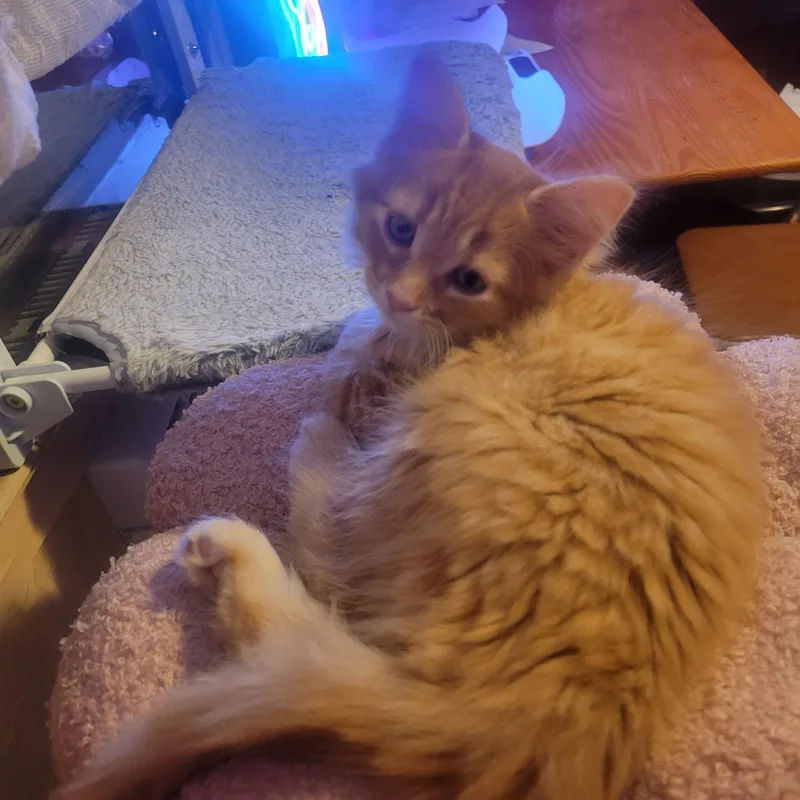 Mcnugget thumbnail 2