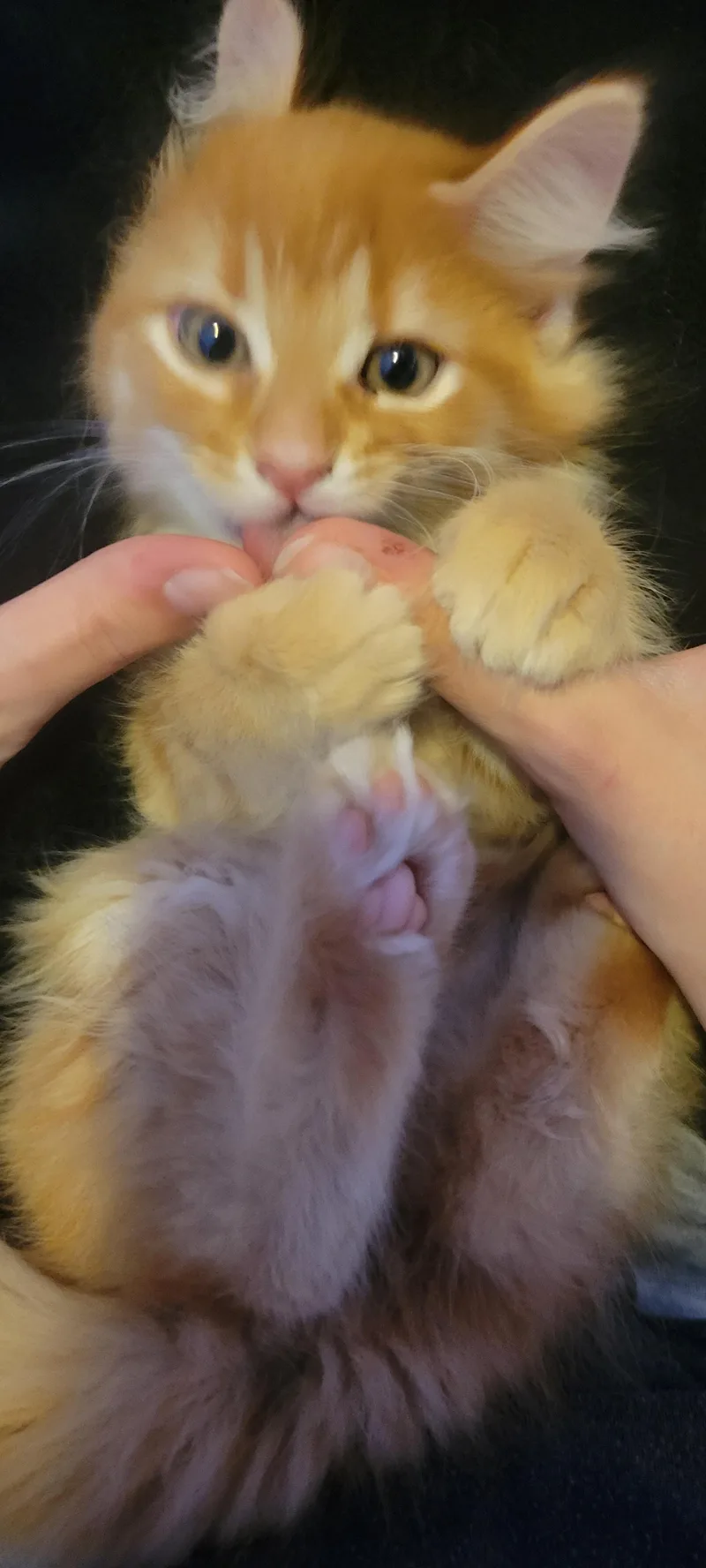 Mcnugget thumbnail 3