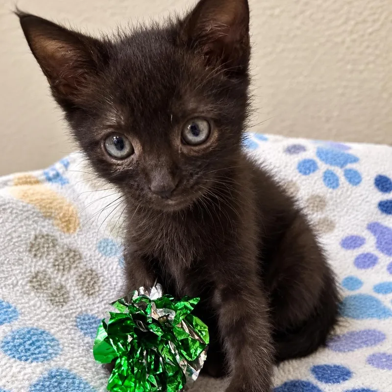 A baby medium-sized male Domestic Short Hair cat named Hocus Pocus for adoption in Bryan, TX