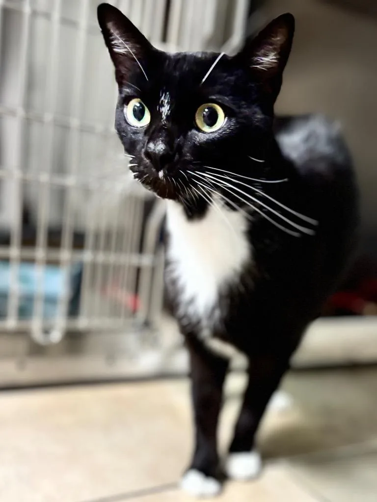 An adult large-sized male Domestic Short Hair cat named Raptor for adoption in Ocala, FL