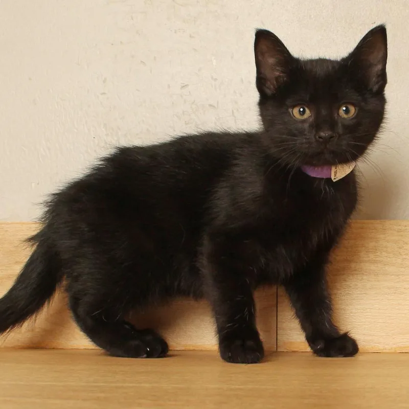 A baby small-sized male Black Domestic Short Hair cat named Summer C for adoption in Minnetonka, MN
