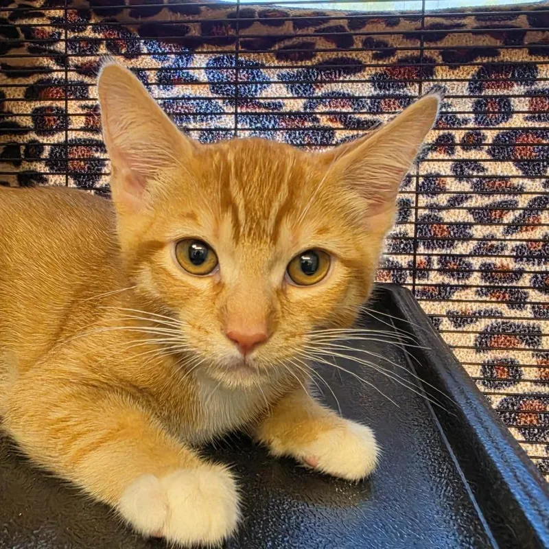 A baby small-sized male Orange / Red Domestic Short Hair cat named Leo for adoption in Desert Hot Springs, CA