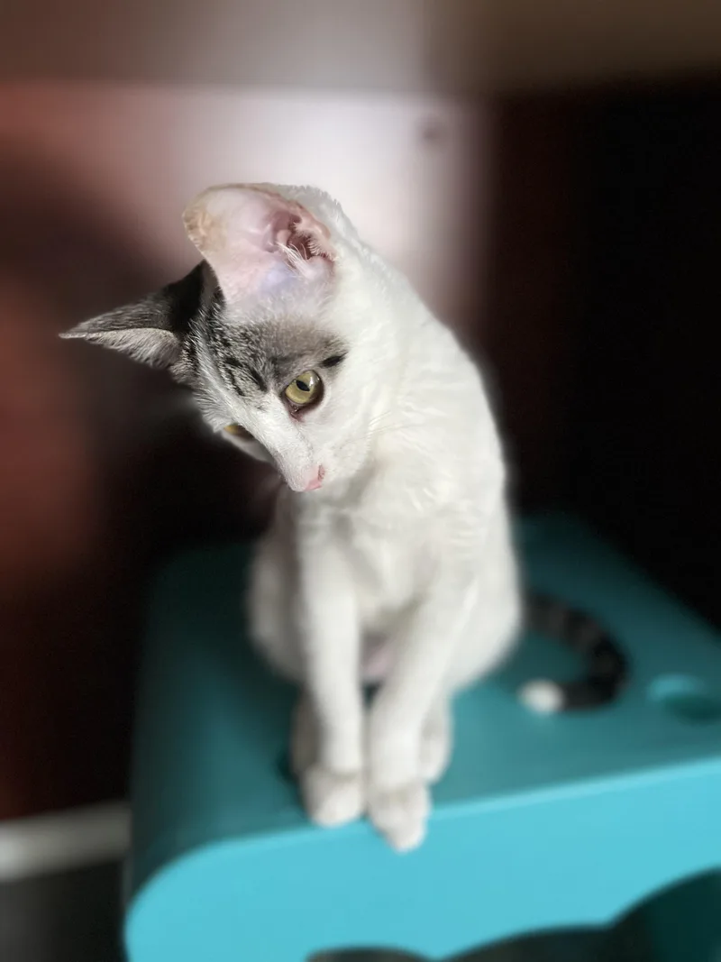 A baby medium-sized female Tabby (Brown / Chocolate) Domestic Short Hair cat named Marshmallow Sweet & for adoption in Plano, TX
