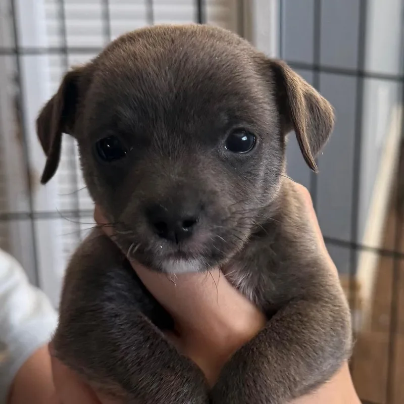 A baby small-sized male Gray / Blue / Silver Chihuahua dog named Bucky for adoption in Las Vegas, NV
