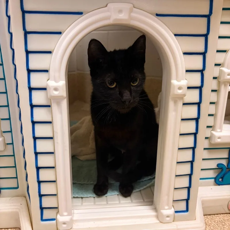 An adult medium-sized female Black Domestic Short Hair cat named Talkeetna for adoption in Bristol, IN