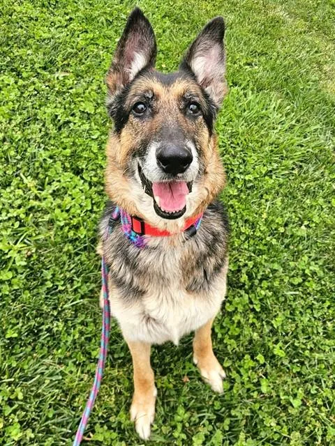 An adult large-sized male German Shepherd Dog dog named Raymond for adoption in Sacramento, CA