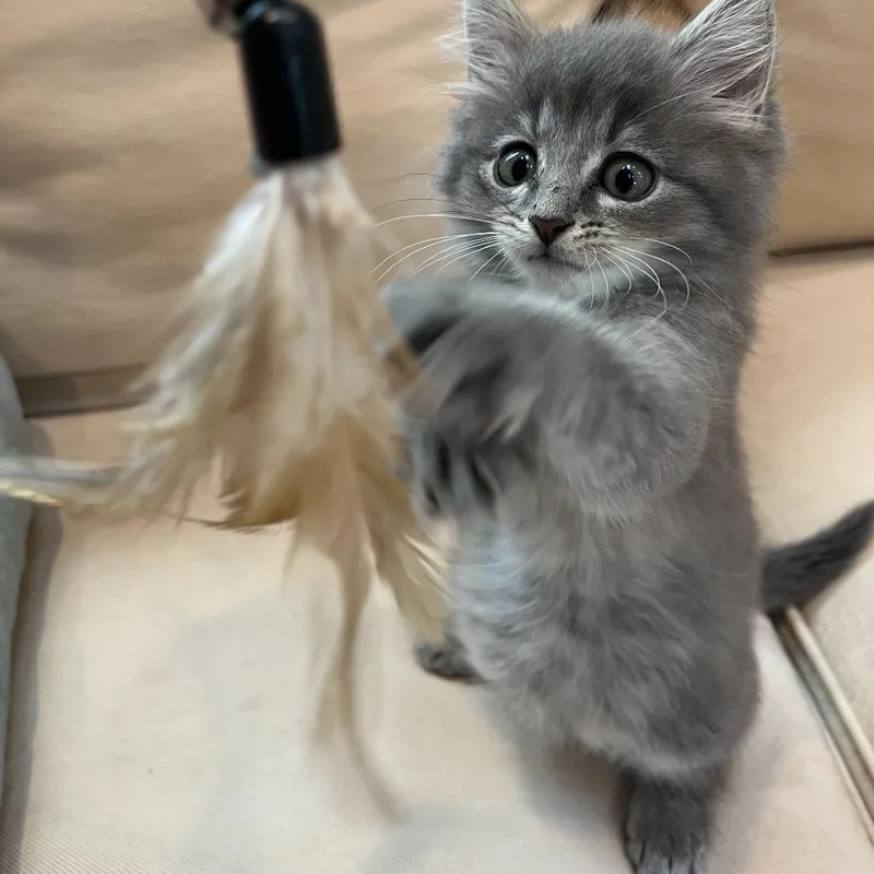 A baby small-sized female Gray / Blue / Silver Domestic Medium Hair cat named Betty for adoption in Chapel Hill, NC