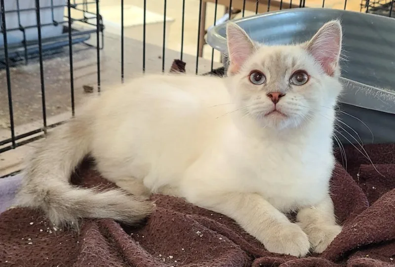 A baby medium-sized male Himalayan cat named Echo for adoption in Portland, IN
