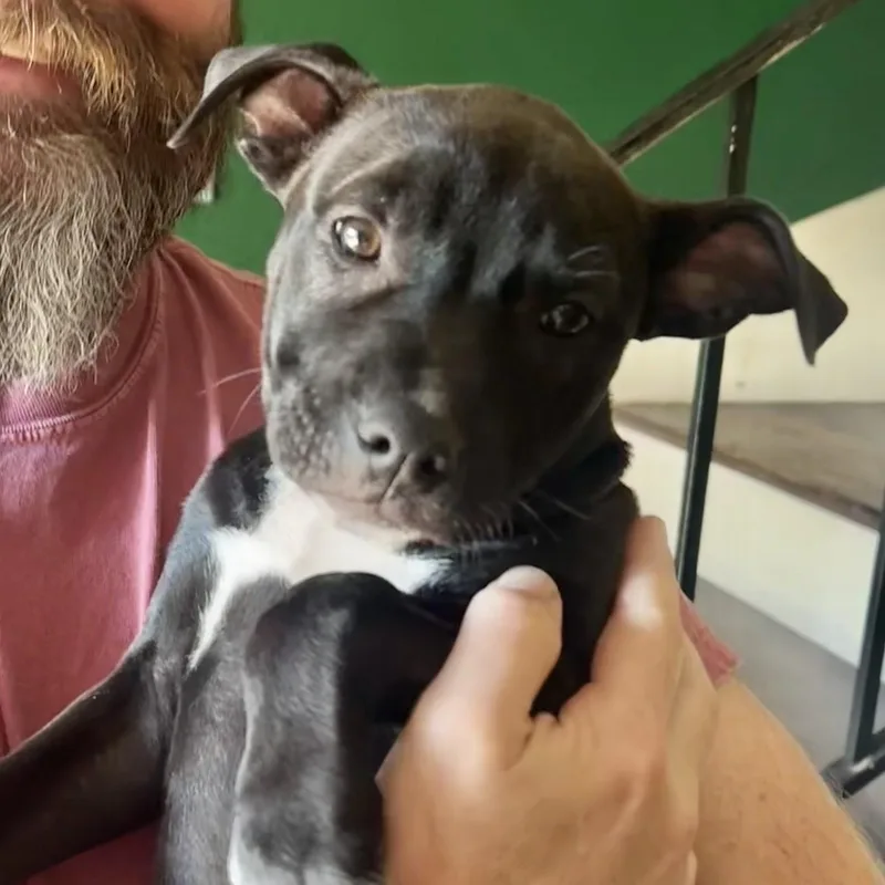 A baby medium-sized female Black Pit Bull Terrier dog named Gloria for adoption in Albany, NY
